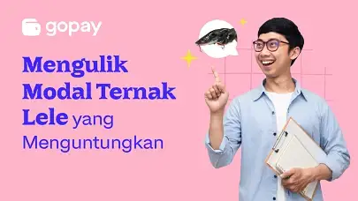 Mengulik Modal Ternak Lele yang Menguntungkan